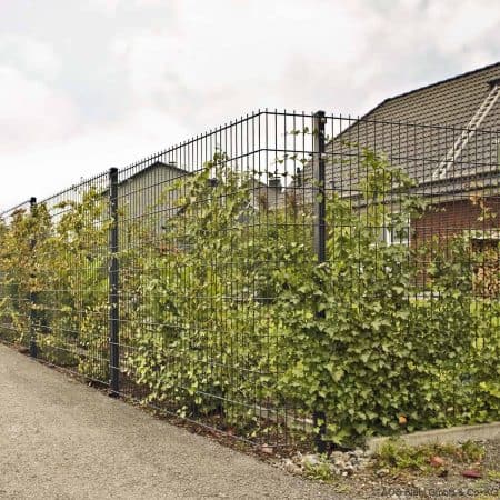 En høj sort metal Panelhegn "MORITS" 2D 6/5/6 mm langs fortovet, med grønne vinstokke og planter, der væver sig igennem det. Beboelseshuse med skrå tage står i baggrunden under en overskyet himmel.