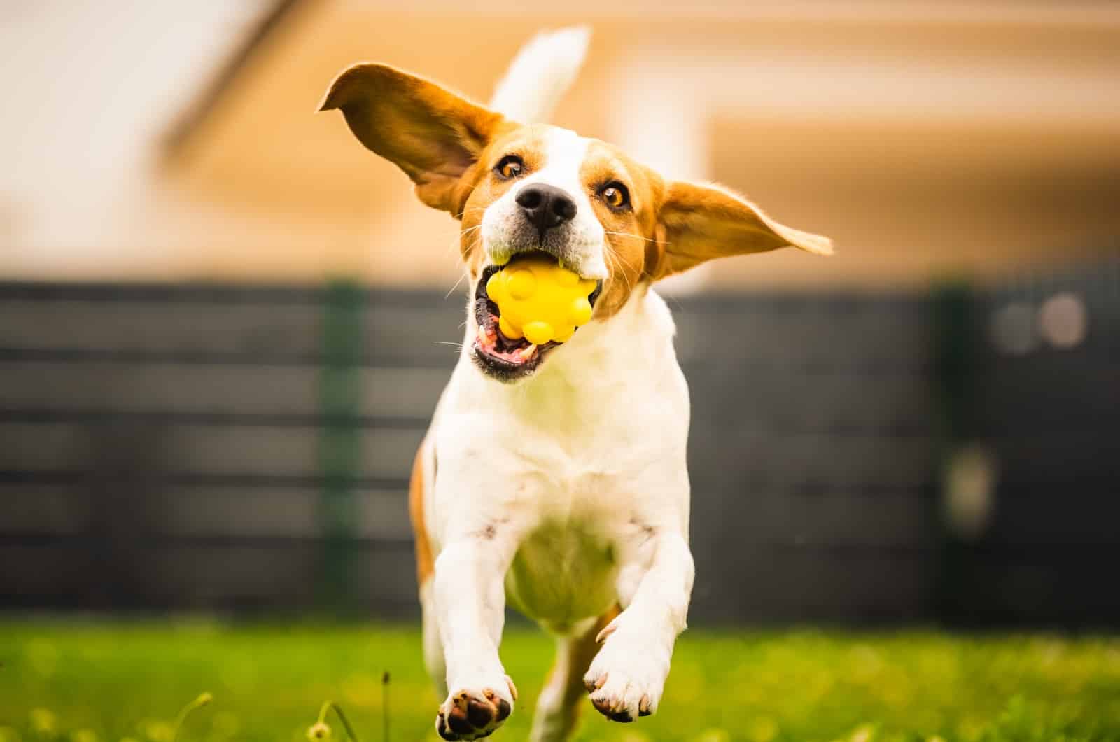 En brun og hvid hund med store, floppy ører løber glad hen mod kameraet med et gult legetøj i munden. I baggrunden er det græsklædte område delvist indrammet af et sløret hegn, der tilbyder et perfekt eksempel på, hvordan du får den perfekte hundehegn til din legesyge hvalp.