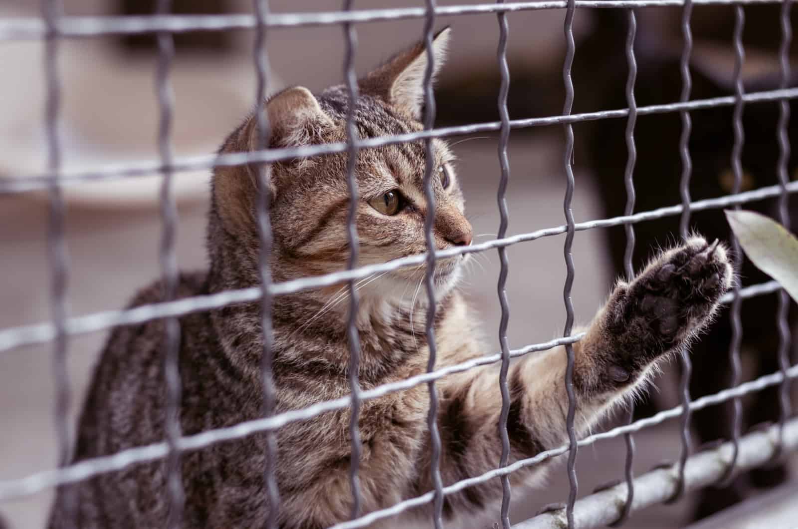 En tabby kat med grønne øjne står på bagbenene og rækker ud med en pote gennem hegnens tremmer. Katten kigger udenfor med et fokuseret udtryk, hvilket skaber en følelse af længsel. Fordelene ved at have en kattevoliere er tydelige, da den udforsker sikkert.