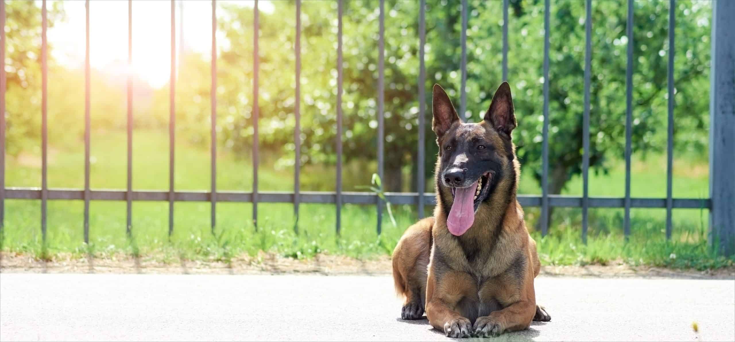 En belgisk malinois-hund, der ligger på en betonoverflade med åben mund og tungen ud og nyder solen. Baggrunden har en metalhundehegn og en grøn mark med træer, badet i skarpt sollys.