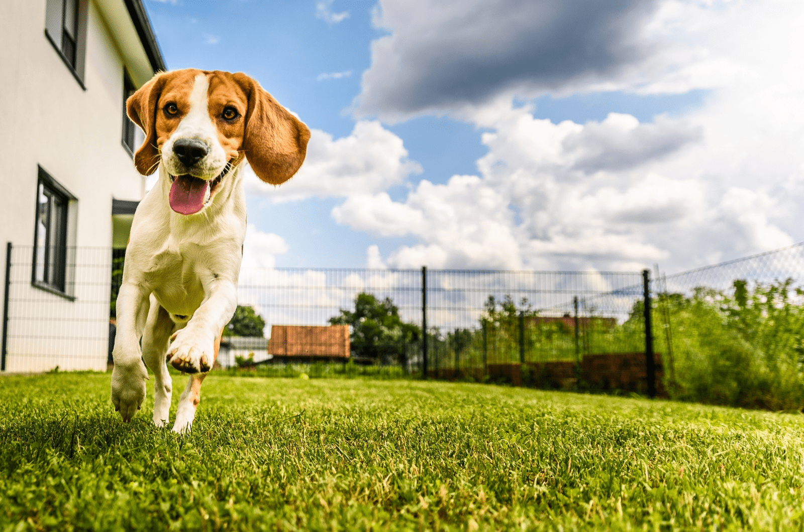 En beagle med floppy ører løber glad på en græsplæne nær et hvidt hus. Hunden har tungen frem og fremstår glad. Baggrunden inkluderer et hegn, perfekte hundehegn, et par træer og en blå himmel med spredte skyer.
