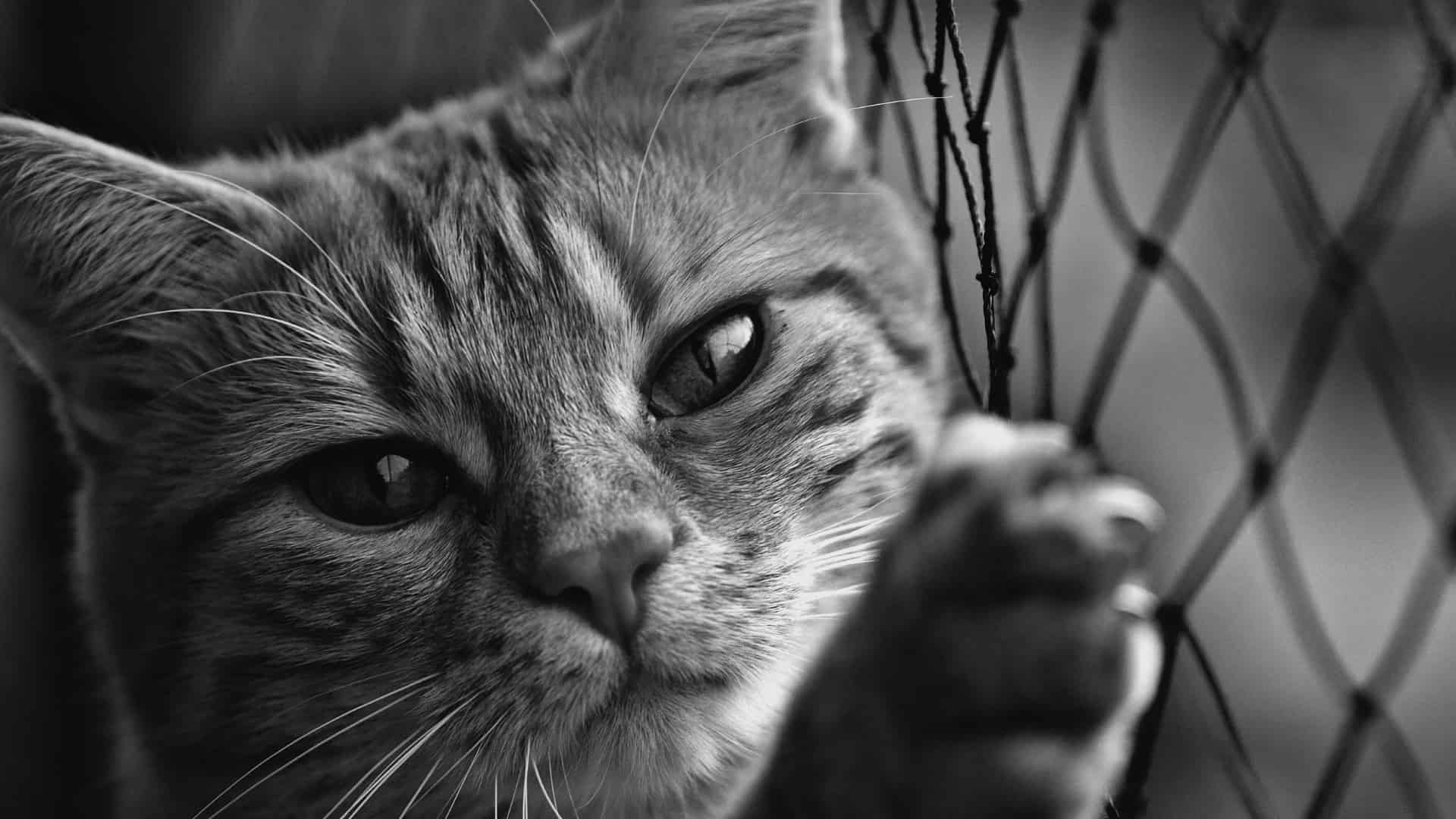 Et nærbillede, sort-hvidt foto af en kat med stribet pels. Katten kigger direkte på kameraet med løftet pote og rører ved en kattevoliere hegn. Billedet fanger de indviklede detaljer i kattens ansigt og knurhår.