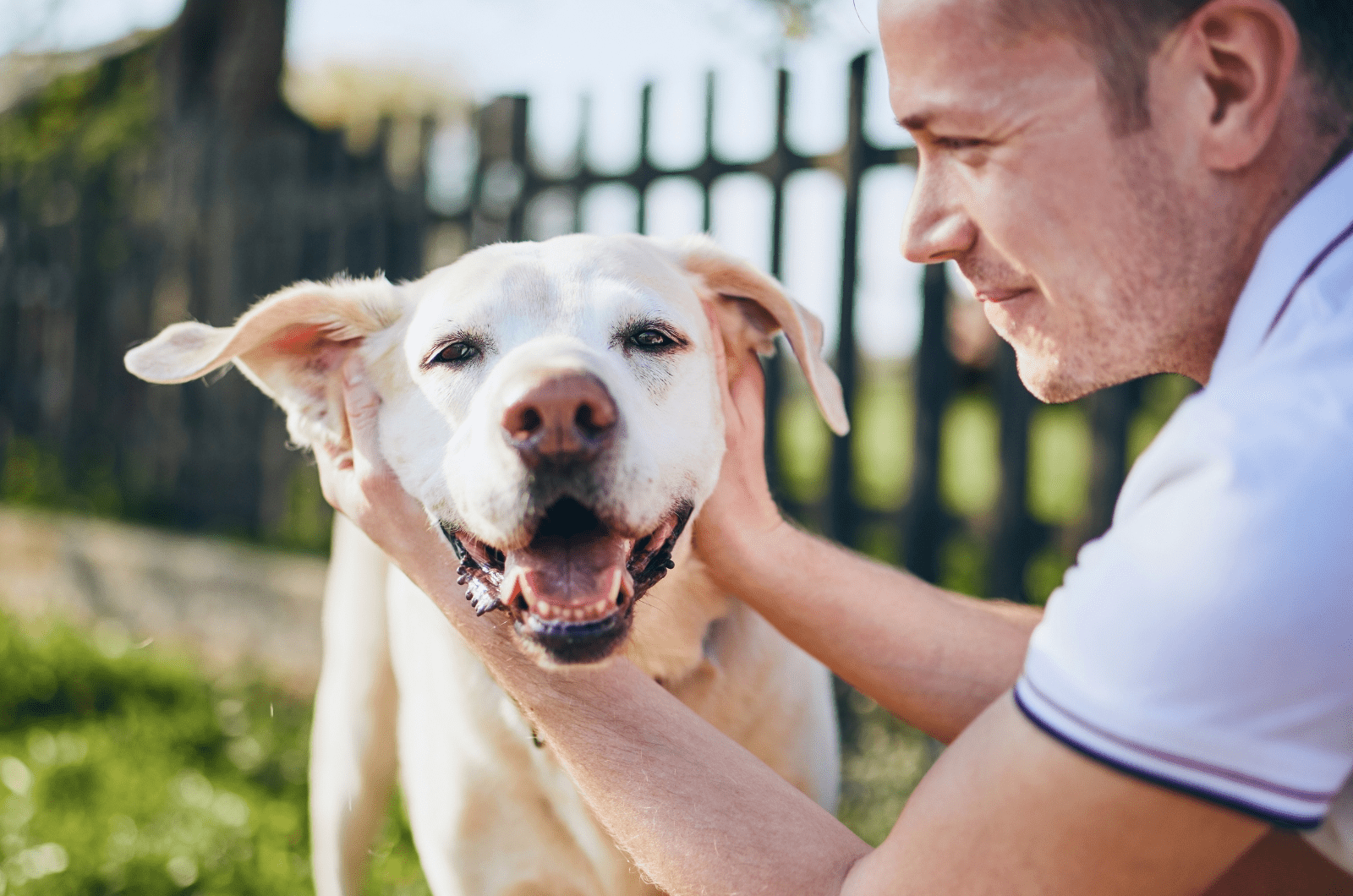 En mand holder forsigtigt et glad, smilende hundeansigt i hænderne udendørs på en solskinsdag. Hunden, med lys pels, ser tilfreds ud, mens de nyder øjeblikket i nærheden af en træhundehegn. Grønt fra havet giver en fredfyldt baggrund for deres glade bånd.