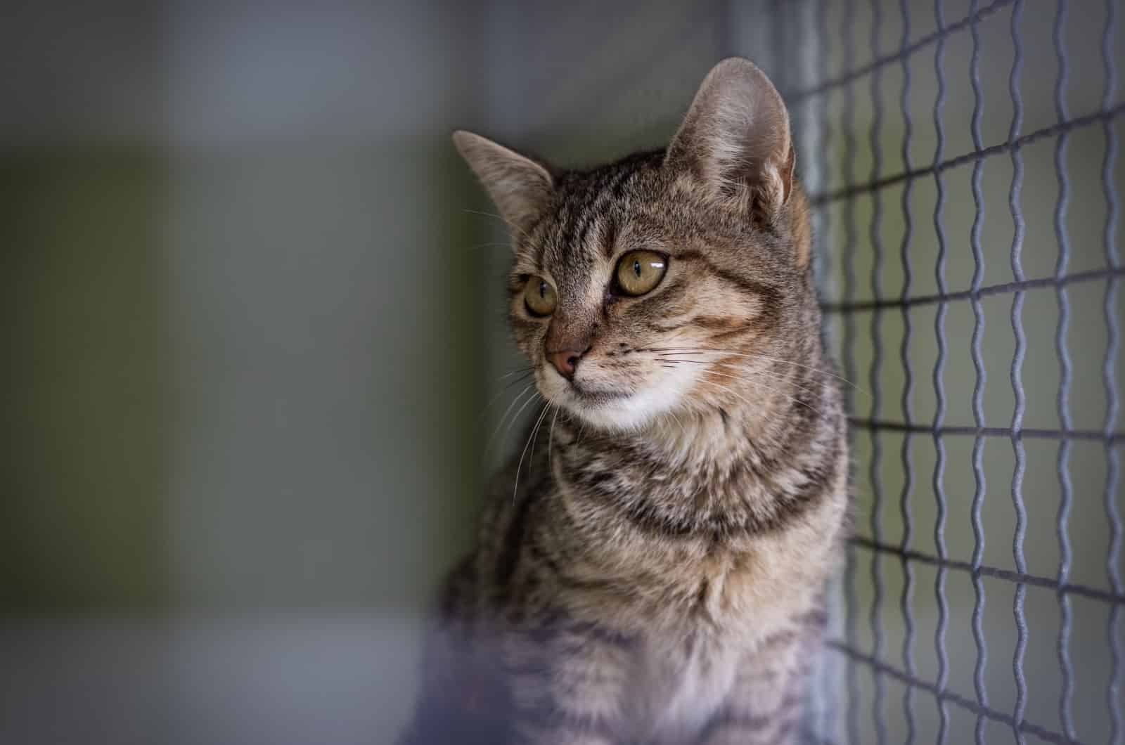 En brun tabby kat med tydelige striber sidder eftertænksomt ved siden af en trådnet hegn. Kattens gyldne øjne stirrer i det fjerne, mens blød indendørs belysning fremhæver dens pels. Baggrunden ser lidt sløret ud, hvilket trækker fokus på kattens rolige opførsel og understreger fordelene ved sådanne fredfyldte øjeblikke.