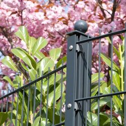 Et nærbillede viser en sort metalhegnspæl med vandrette og lodrette stænger. Bag hegnet står grønne blade og lyserøde blomster i fuldt flor, hvilket indikerer forår. Stolpehatte med kugle 60x40mm Aluminium TYPE A stolpe er toppet med en rund endeflade.