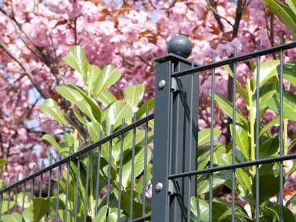 Et nærbillede viser en sort metalhegnspæl med vandrette og lodrette stænger. Bag hegnet står grønne blade og lyserøde blomster i fuldt flor, hvilket indikerer forår. Stolpehatte med kugle 60x40mm Aluminium TYPE A stolpe er toppet med en rund endeflade.