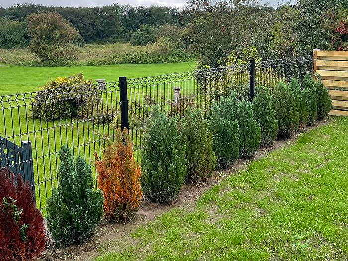 En række små stedsegrønne buske omkranser en slank Panelhegn 3D 4/4mm - Pulverlakeret Metal RAL 9005 Sorter i en velholdt have. Nogle buske er grønne, mens nogle få viser orange og brune toner. Bag hegnet er der en stor grøn græsplæne og høje træer i baggrunden.
