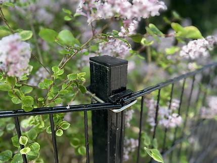 Et nærbillede af en Stolpe Stål 60x40mm Pulverlakeret Sort RAL 9005 metal hegnspæl med sart lyserøde og hvide blomster flettet sammen gennem ledningerne. Frodige grønne blade giver en levende baggrund og skaber en rolig og naturlig scene omkring posten.