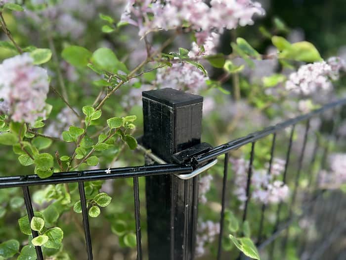 Et nærbillede af en Stolpe Stål 60x40mm Pulverlakeret Sort RAL 9005 metal hegnspæl med sart lyserøde og hvide blomster flettet sammen gennem ledningerne. Frodige grønne blade giver en levende baggrund og skaber en rolig og naturlig scene omkring posten.