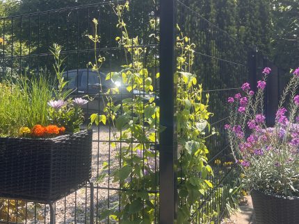 Et trådhegn med blomstrende slyngplanter klatrer op ad et Stolpe Stål 60x40mm Pulverlakeret Sort RAL 9005, omgivet af potteblomster og frodigt grønt på en solskinsdag. En parkeret bil og træer er synlige i baggrunden.