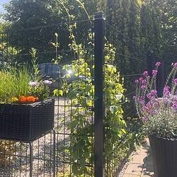Et trådhegn med blomstrende slyngplanter klatrer op ad et Stolpe Stål 60x40mm Pulverlakeret Sort RAL 9005, omgivet af potteblomster og frodigt grønt på en solskinsdag. En parkeret bil og træer er synlige i baggrunden.