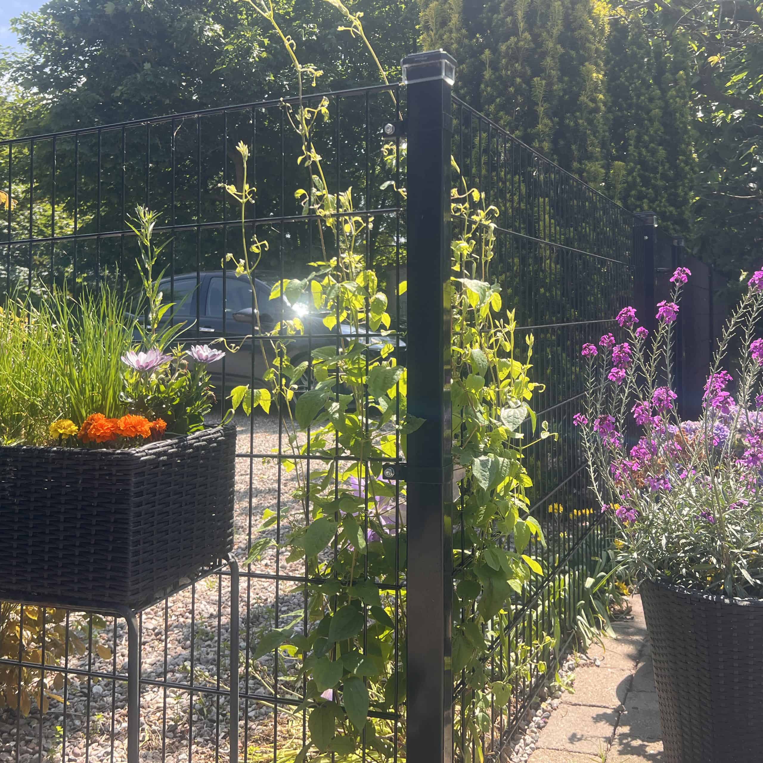 Et trådhegn med blomstrende slyngplanter klatrer op ad et Stolpe Stål 60x40mm Pulverlakeret Sort RAL 9005, omgivet af potteblomster og frodigt grønt på en solskinsdag. En parkeret bil og træer er synlige i baggrunden.