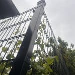 Nærbillede af en Stolpe Stål 60x40mm Pulverlakeret Sort RAL 9005 metalstolpe brugt i et sort hegn, med grønne klatreplanter og træer i baggrunden, taget fra en lav vinkel under en overskyet himmel.