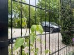En grøn slyngplante klatrer op ad en Metallåge 2D Panelfyld 6/5/6mm Sort Ral 9005 Komplet i forgrunden, med en sløret grå bil på en grusindkørsel og grønne træer i baggrunden.