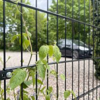 En grøn slyngplante klatrer op ad en Metallåge 2D Panelfyld 6/5/6mm Sort Ral 9005 Komplet i forgrunden, med en sløret grå bil på en grusindkørsel og grønne træer i baggrunden.