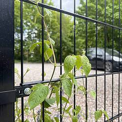 En grøn slyngplante klatrer op ad en Metallåge 2D Panelfyld 6/5/6mm Sort Ral 9005 Komplet i forgrunden, med en sløret grå bil på en grusindkørsel og grønne træer i baggrunden.