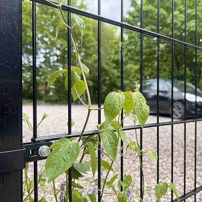 En grøn slyngplante klatrer op ad en Metallåge 2D Panelfyld 6/5/6mm Sort Ral 9005 Komplet i forgrunden, med en sløret grå bil på en grusindkørsel og grønne træer i baggrunden.