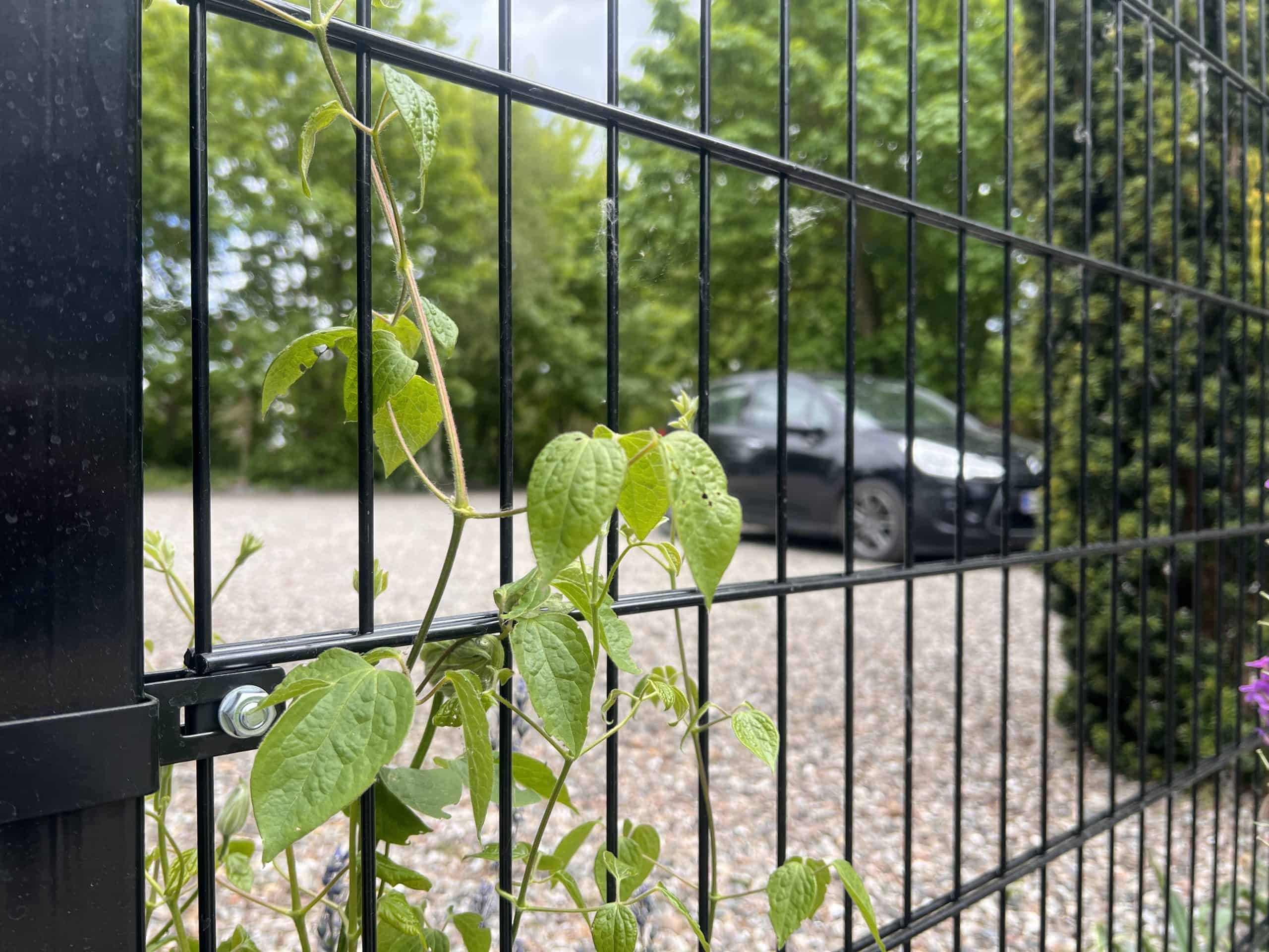 En grøn slyngplante klatrer op ad en Metallåge 2D Panelfyld 6/5/6mm Sort Ral 9005 Komplet i forgrunden, med en sløret grå bil på en grusindkørsel og grønne træer i baggrunden.