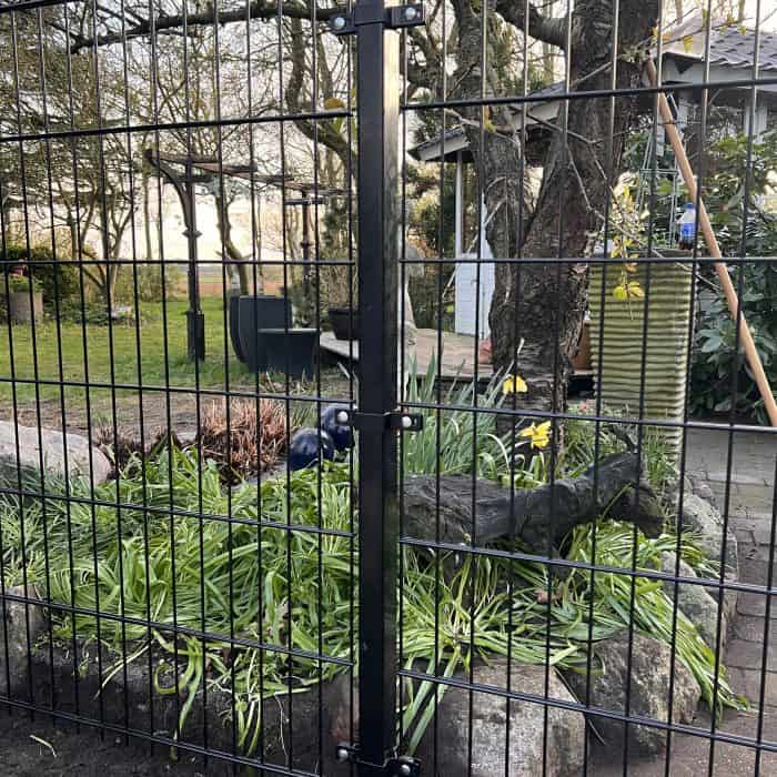 Et 2D Panelhegn med Mellemstolpe Beslag 60x40mm til Panelhegn Sort RAL 9005 (Designserie) omgiver en have med sten, grønne planter og gule påskeliljer. I nærheden er der et træ, haveredskaber, en udendørs terrasse og møbler.