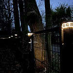 I skumringen oplyser en serie blødt lysende lys fra Stolpehat - Solcelledrevet LED-lampe til Hegnsstolper et metalpanelhegn. Den subtile belysning fremhæver hegnet, der løber langs høje træer i et skovområde, med nedfaldne blade spredt på jorden. Den mørkere himmel tyder på tidlig aften.