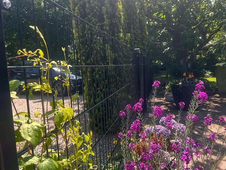 Klematis og lilla blomster ved det sorte 2D-panelhegn